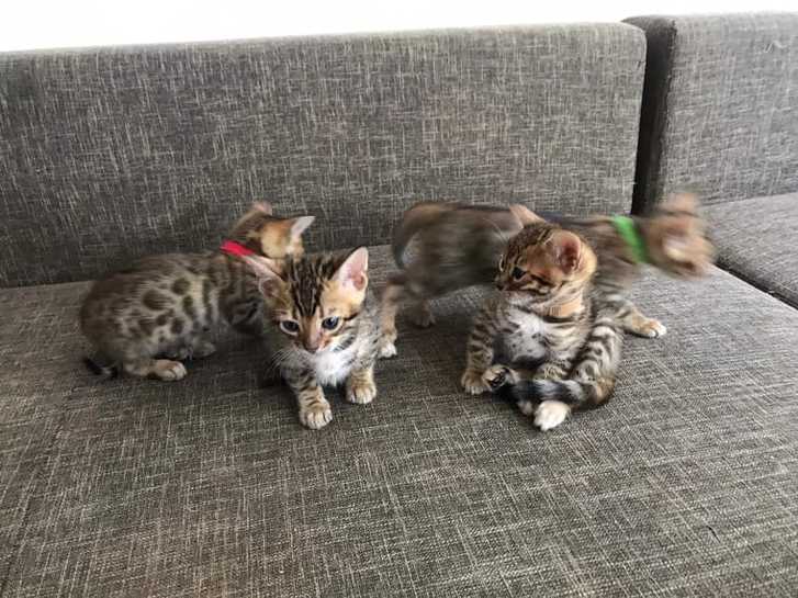 Wunderschöne Bengal Kitten Tiere