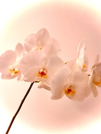 MASSAGE ZEN IN HORGEN